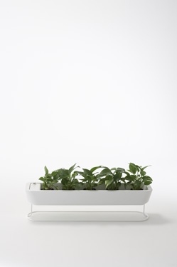 Sato Da，designer，Japan，