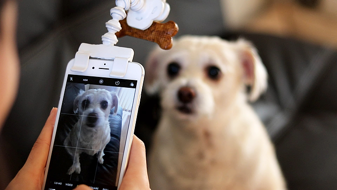 Pets，photograph，cat owner，Pet Supplies & Pet，Photography，