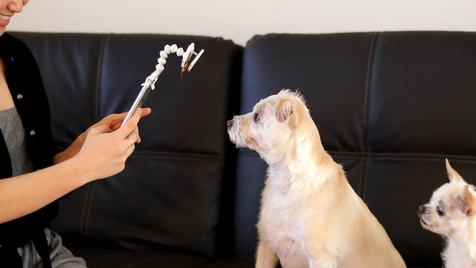 Pets，photograph，cat owner，Pet Supplies & Pet，Photography，