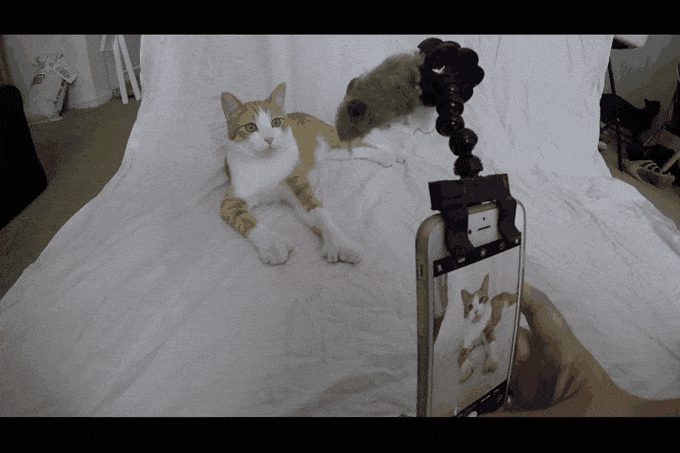 Pets，photograph，cat owner，Pet Supplies & Pet，Photography，