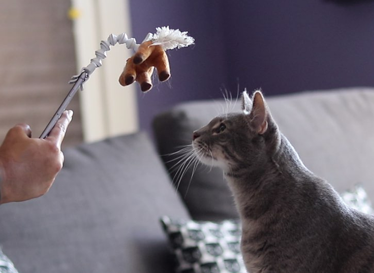 Pets，photograph，cat owner，Pet Supplies & Pet，Photography，