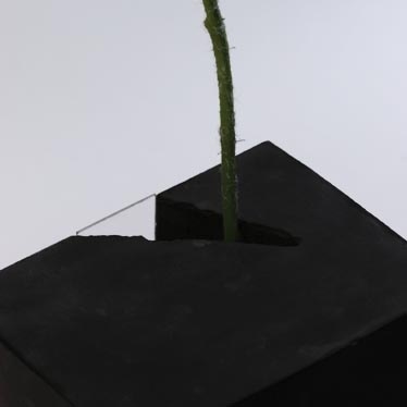 Sato Da，Japan，designer，