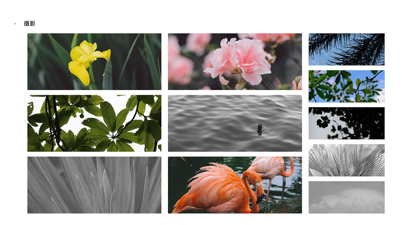 Photography，Sketch，color，Sketch，resume，