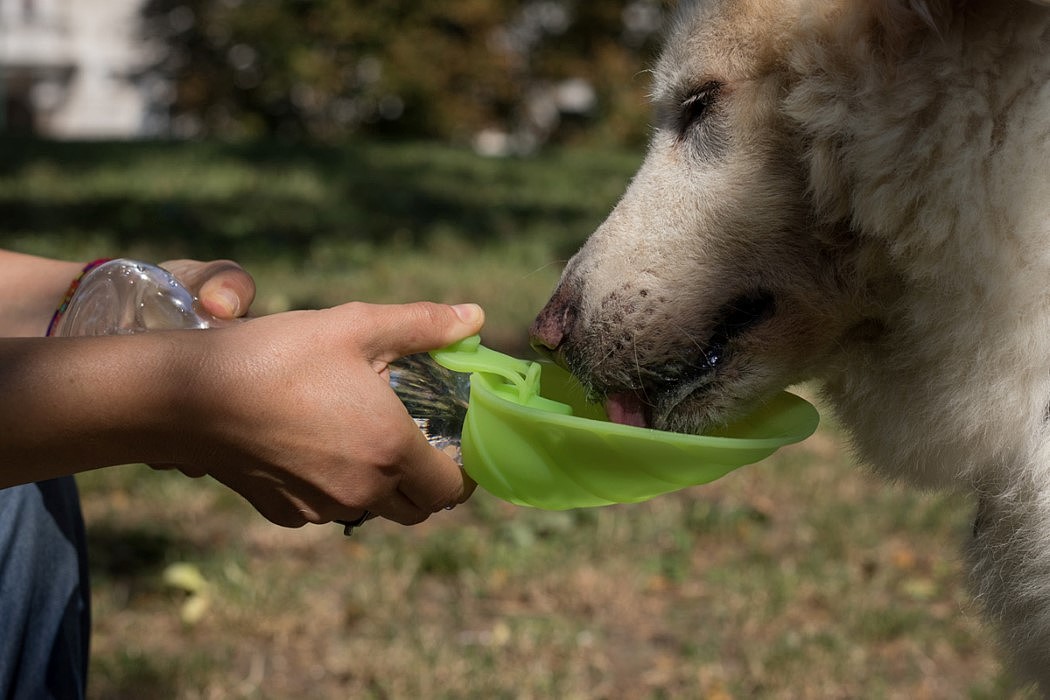Pets，drink water，outdoors，Plastic，leaf，