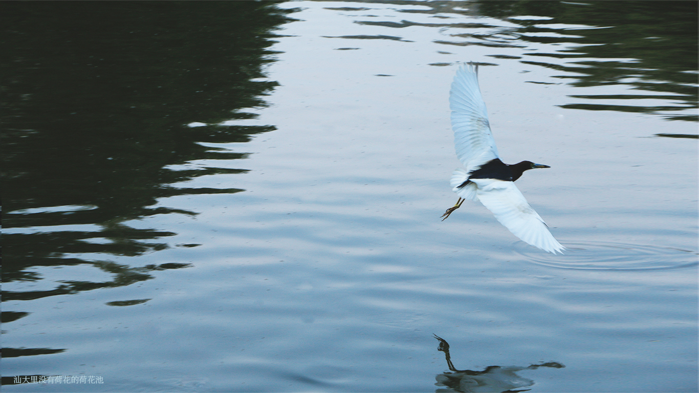 Outdoor, picnic, tea set, storage，