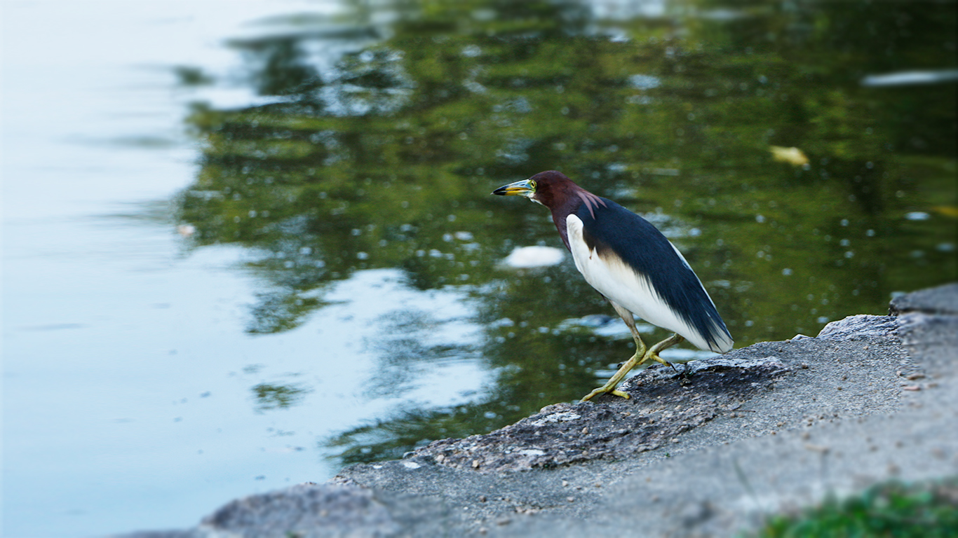 Outdoor, picnic, tea set, storage，