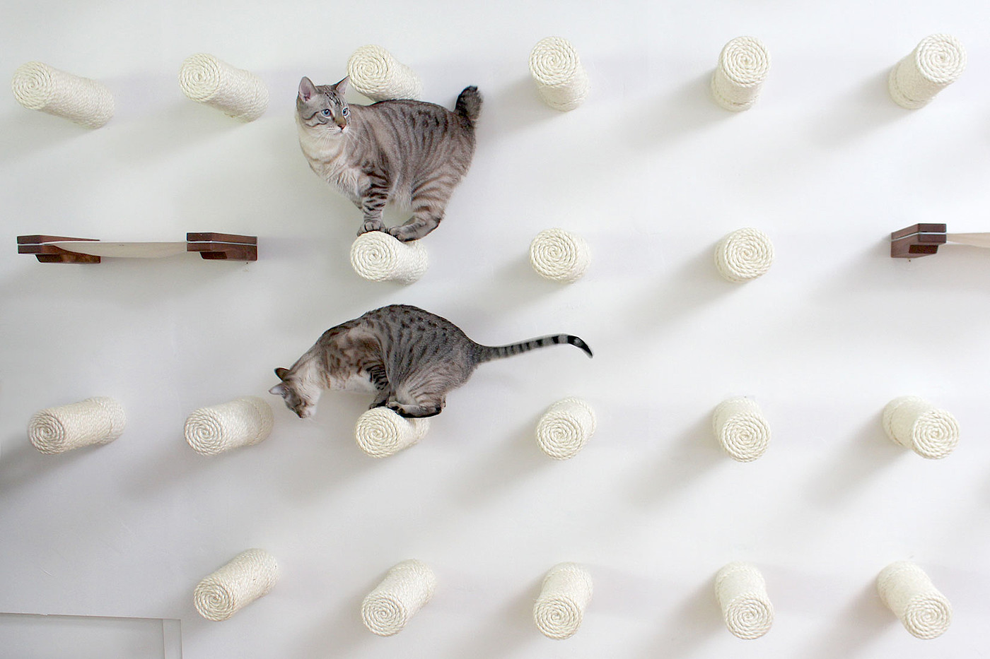 diy，Pets，cat，