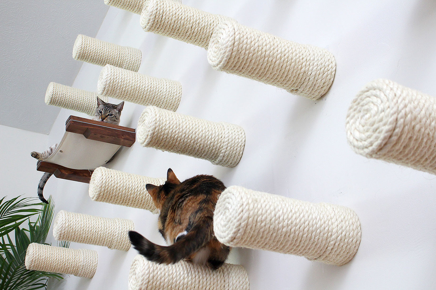 diy，Pets，cat，