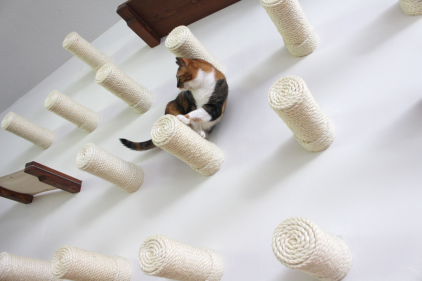 diy，Pets，cat，