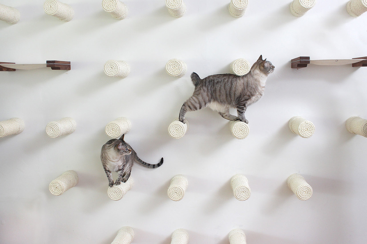 diy，Pets，cat，