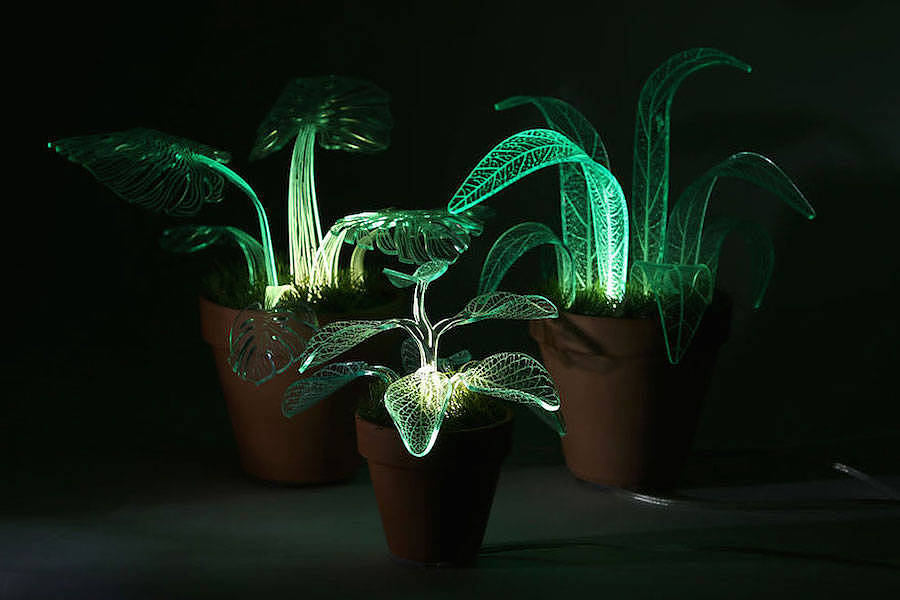 Potted plants，lamp，flowers and plants，
