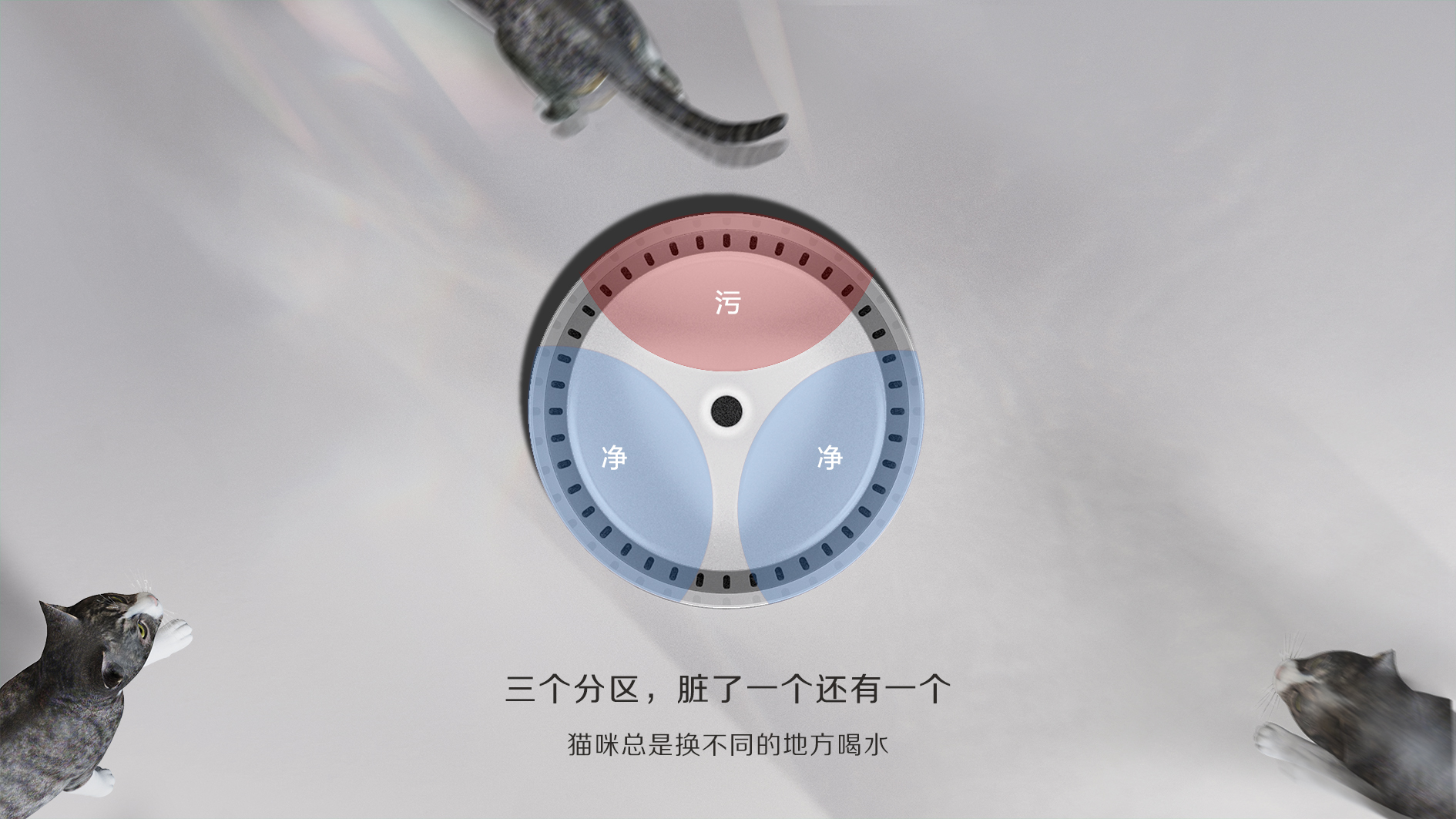 Pets，life，drinking water，hygiene，