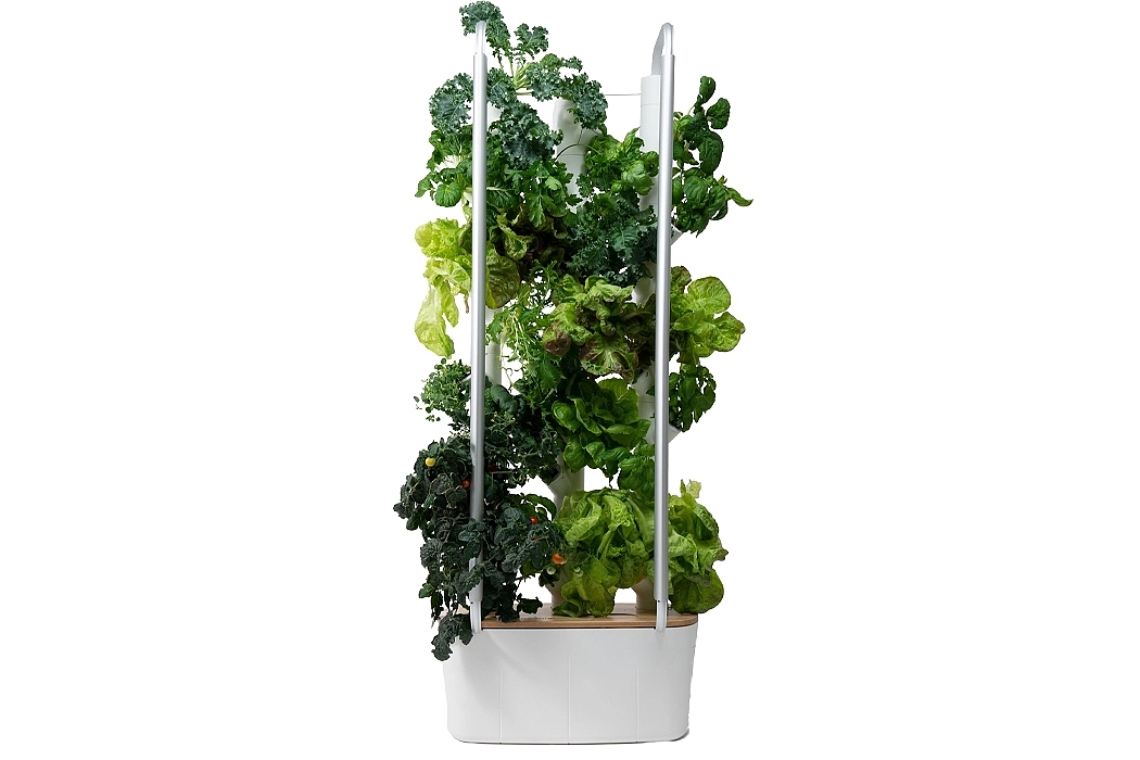 garden，indoor，Botany，green，