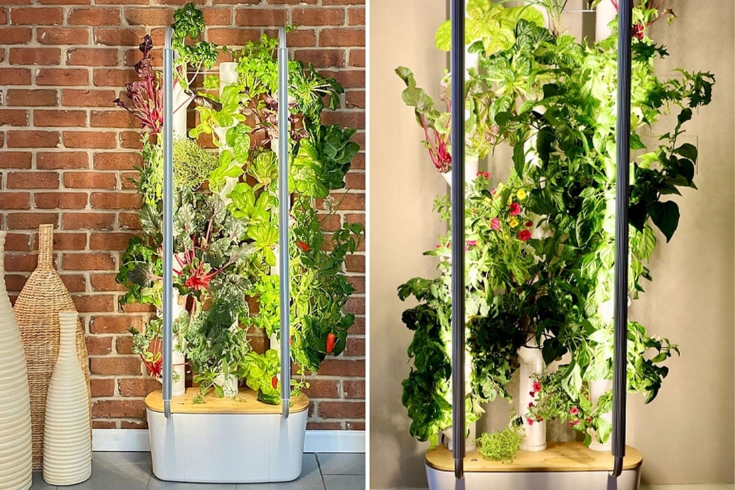 garden，indoor，Botany，green，