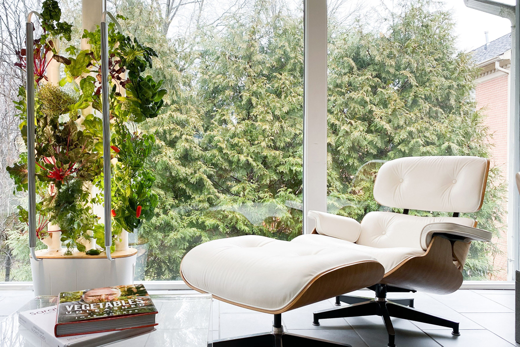 garden，indoor，Botany，green，