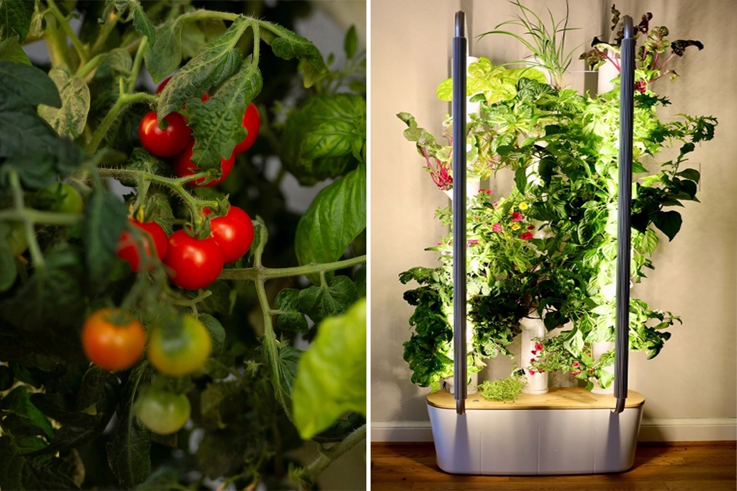 garden，indoor，Botany，green，