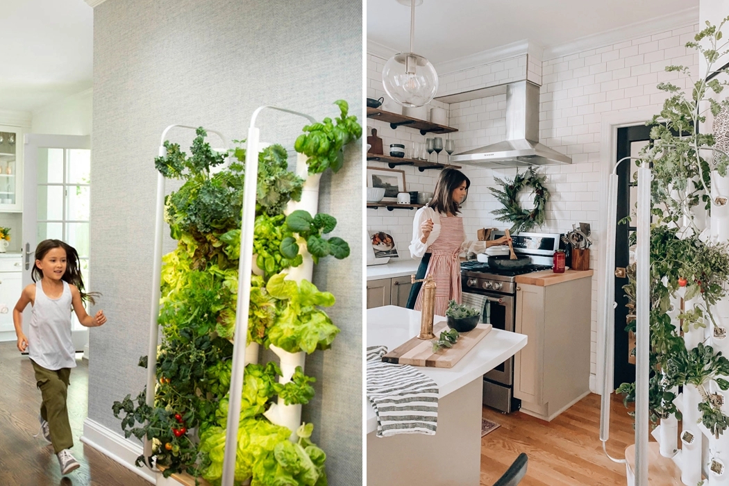 garden，indoor，Botany，green，