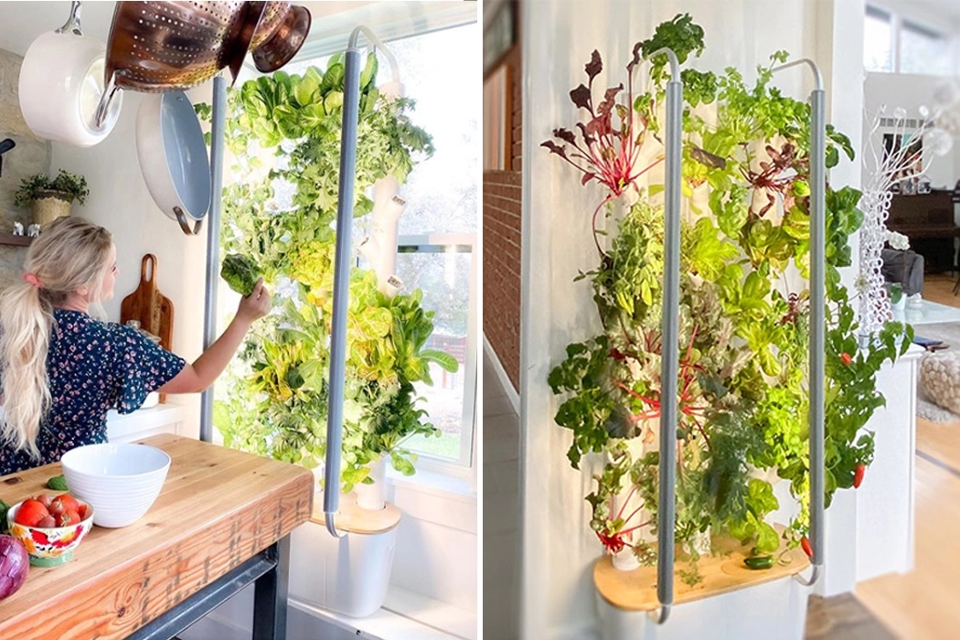 garden，indoor，Botany，green，