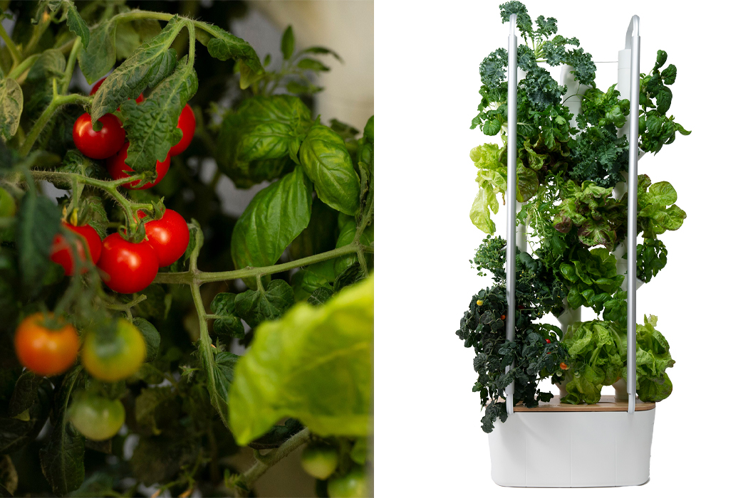 garden，indoor，Botany，green，