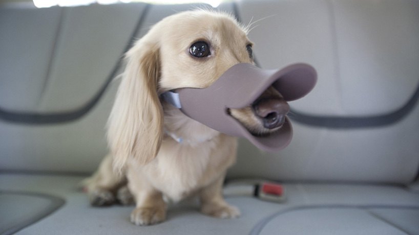 lovely，interest，muzzle，dog，