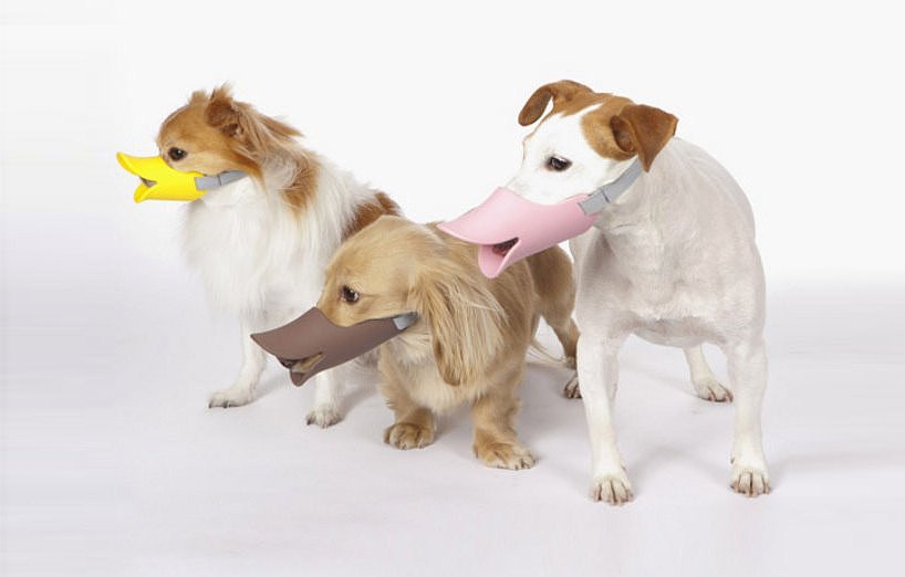lovely，interest，muzzle，dog，