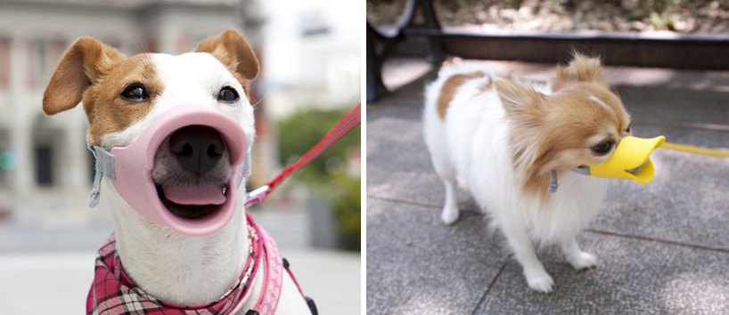 lovely，interest，muzzle，dog，