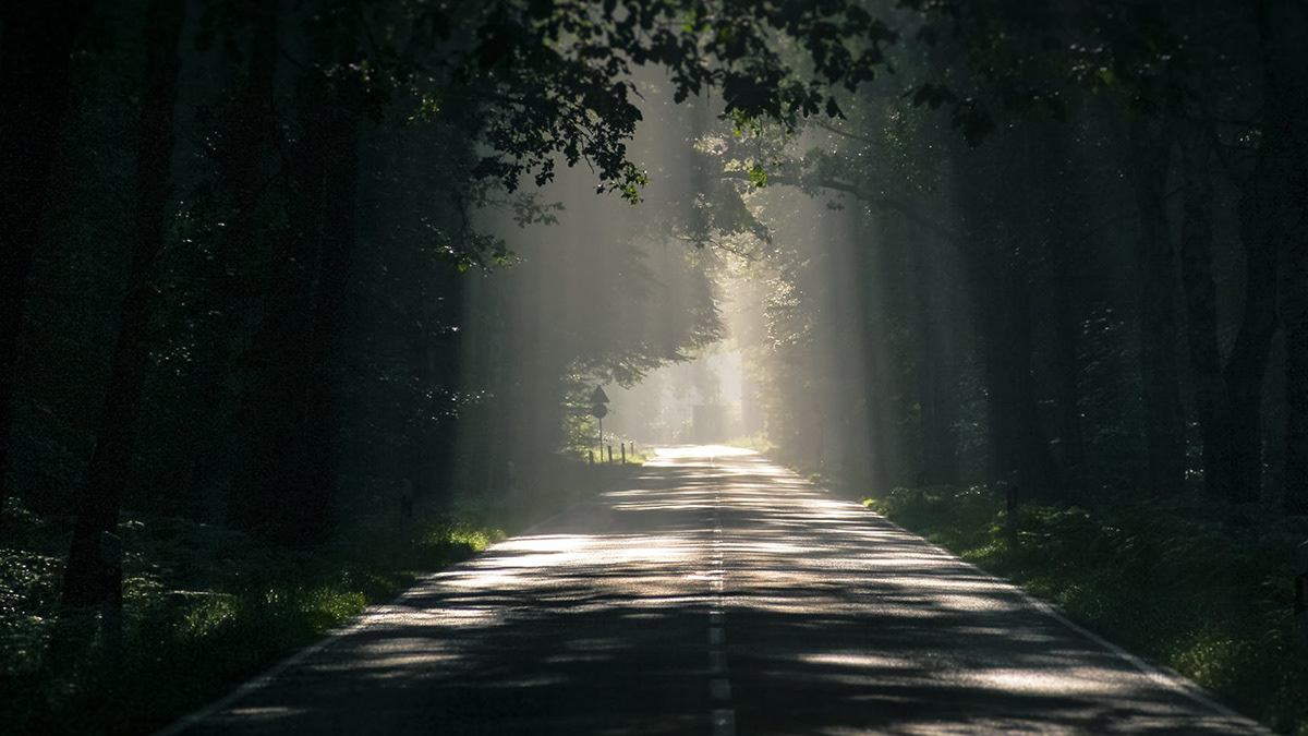 dog，death，Mourn，The cinerary casket，