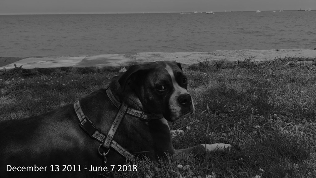 dog，death，Mourn，The cinerary casket，