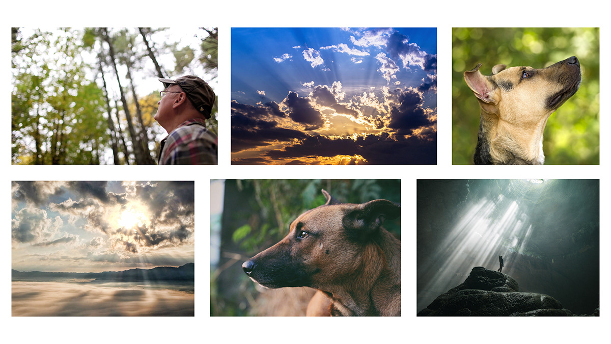 dog，death，Mourn，The cinerary casket，