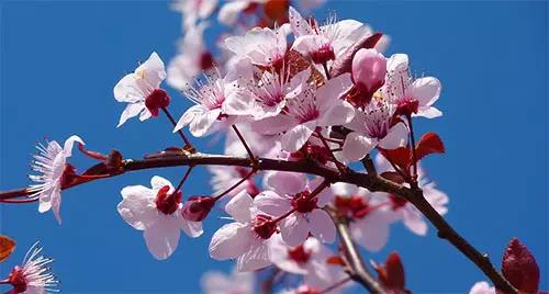 picture，website，resources，Design，