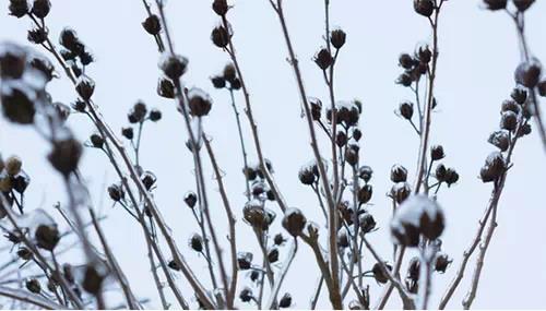 picture，website，resources，Design，