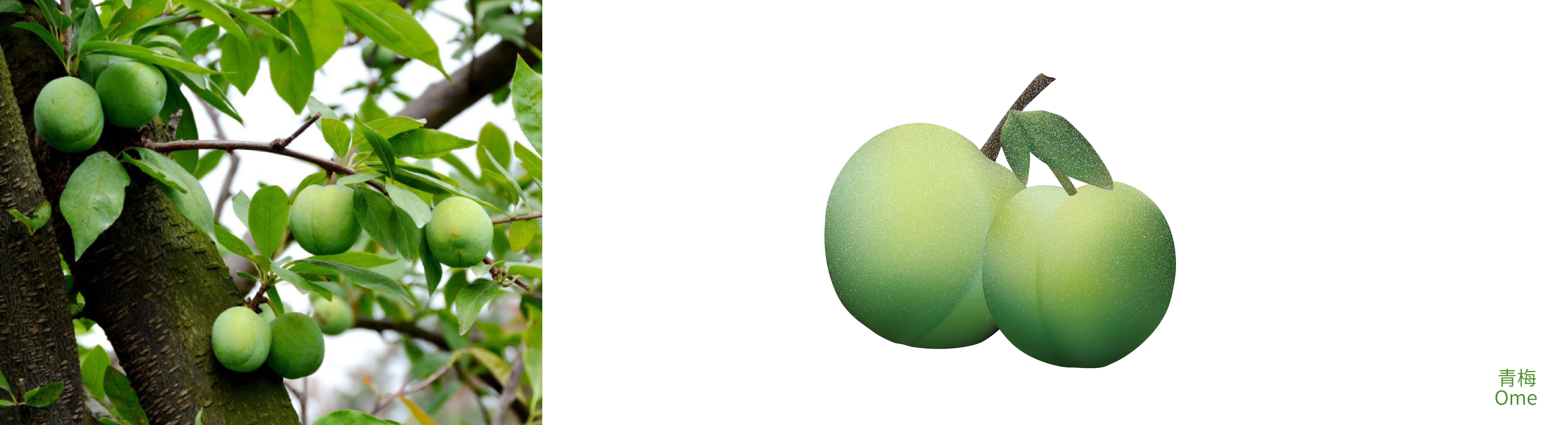 Yellow Wine，Green plum wine，Osmanthus wine，Plum wine，packing design，