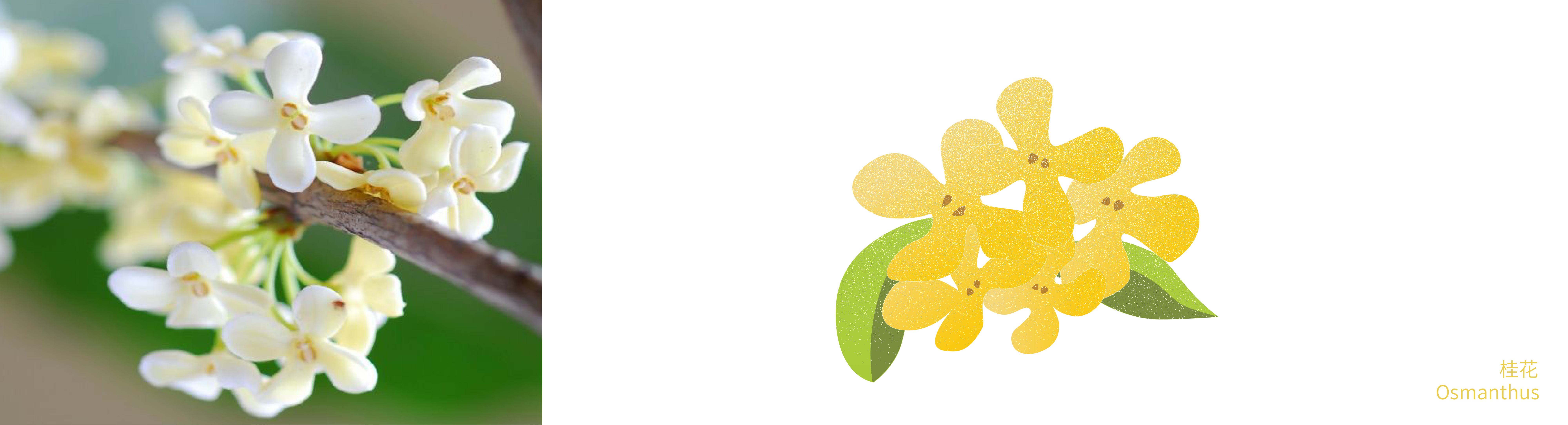 Yellow Wine，Green plum wine，Osmanthus wine，Plum wine，packing design，