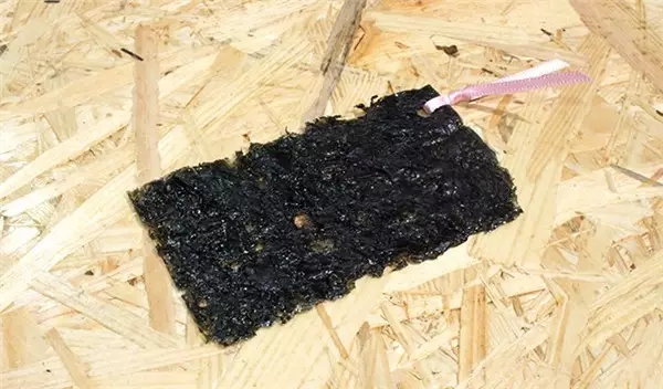 happy，lovely，Design，Sprout，