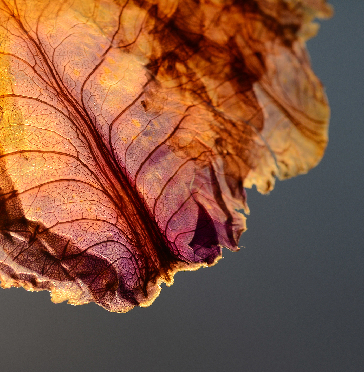 Lampshade，Desk lamp，leaf，