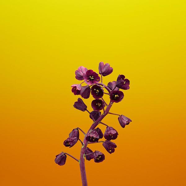 Apple，mobile phone，ios11，function，GM，