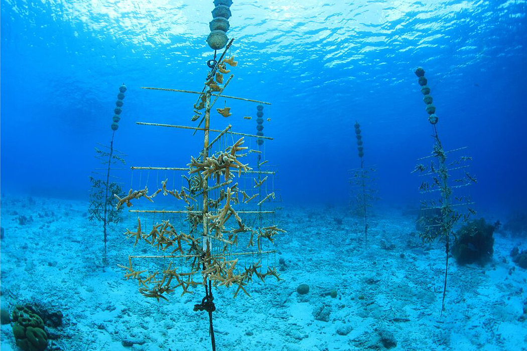 无人机，种植，珊瑚，