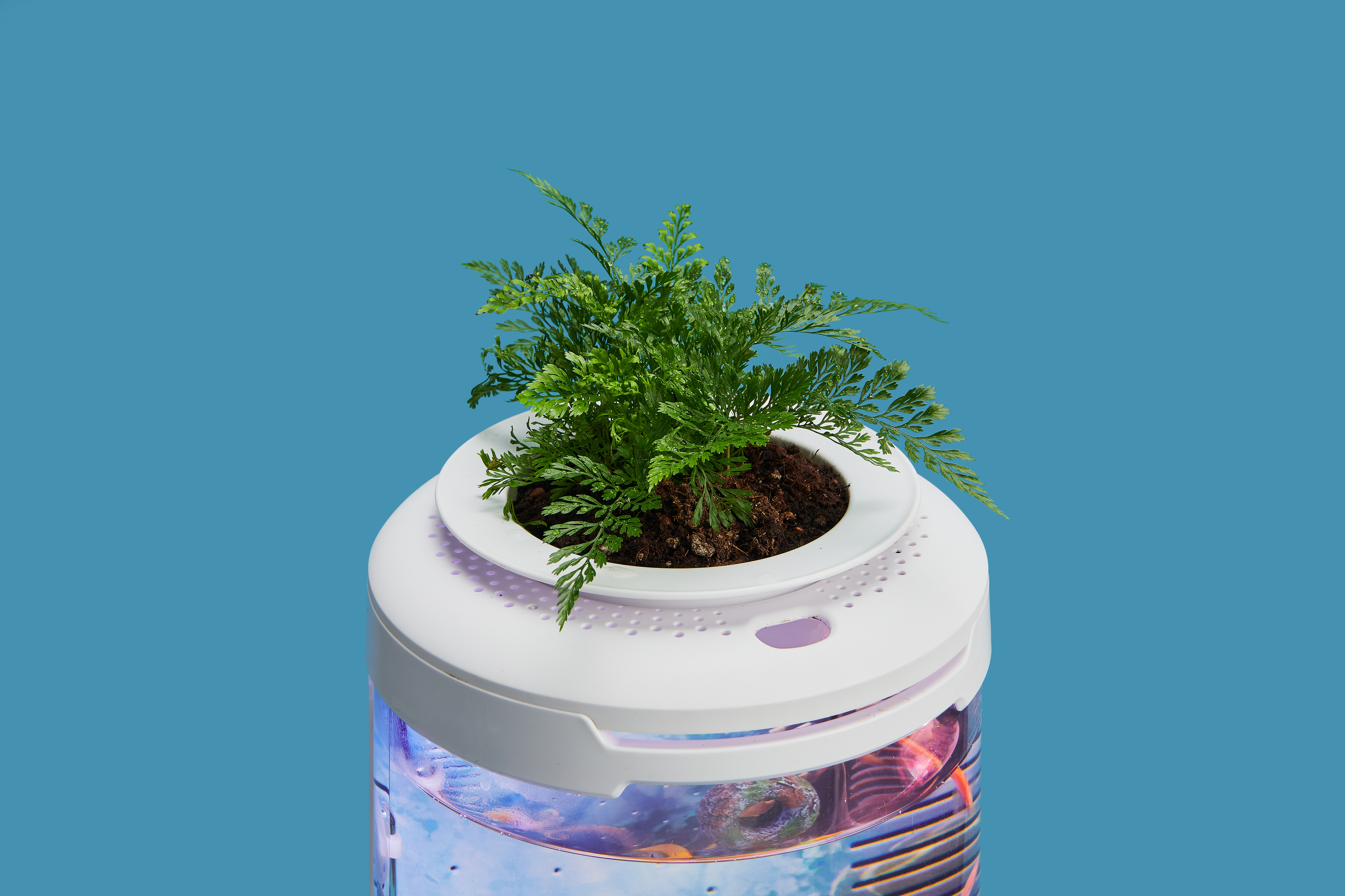 fish tank，fishtank，