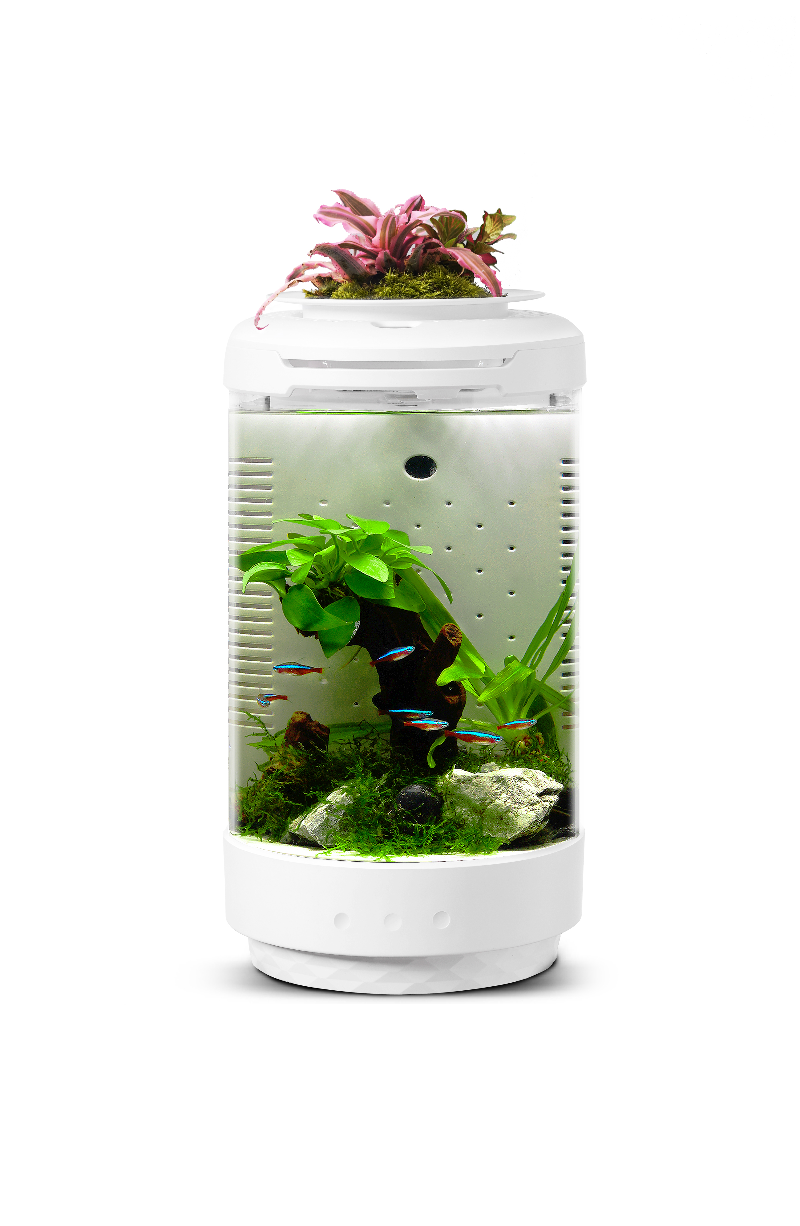 fish tank，fishtank，