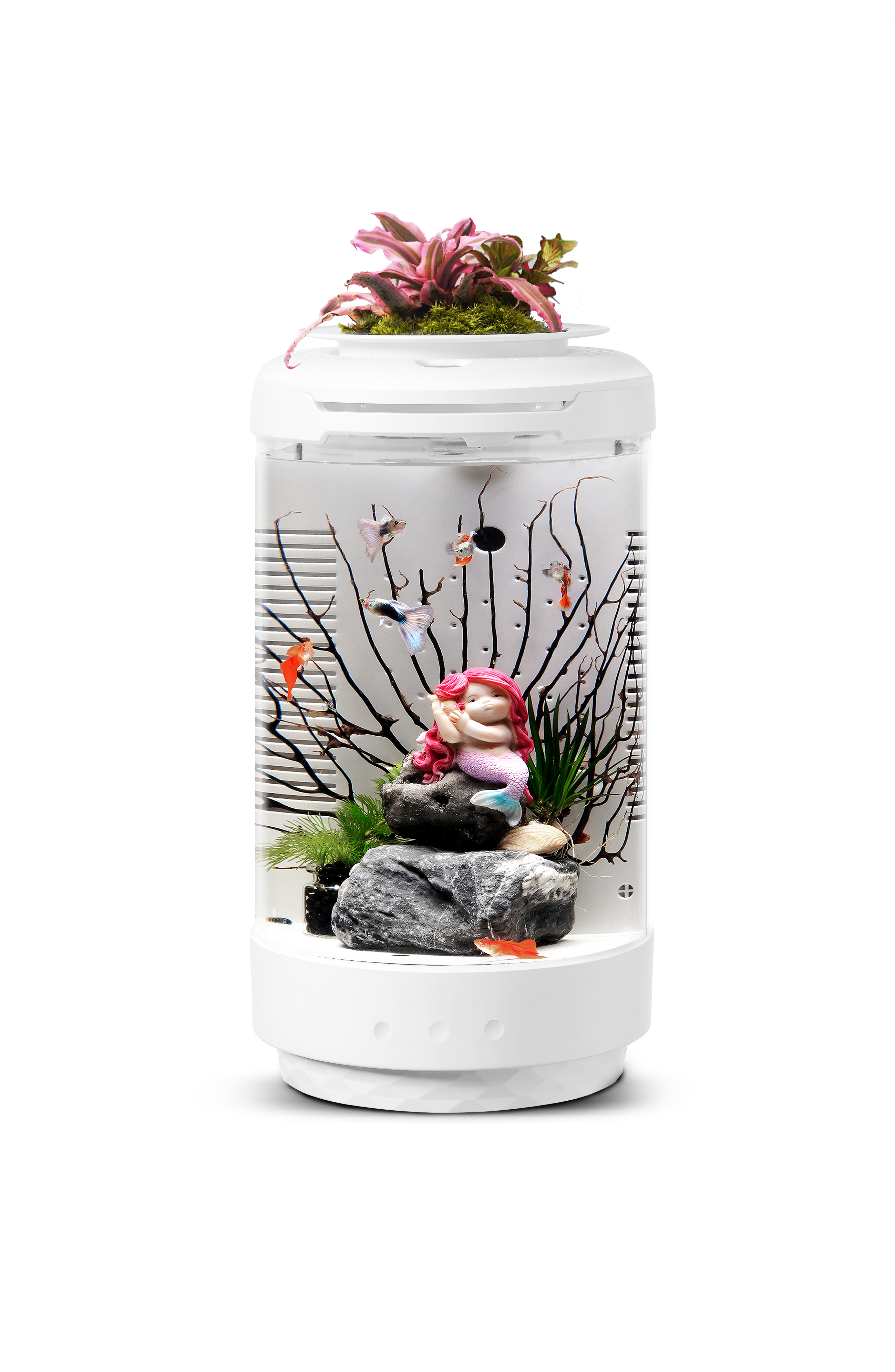 fish tank，fishtank，