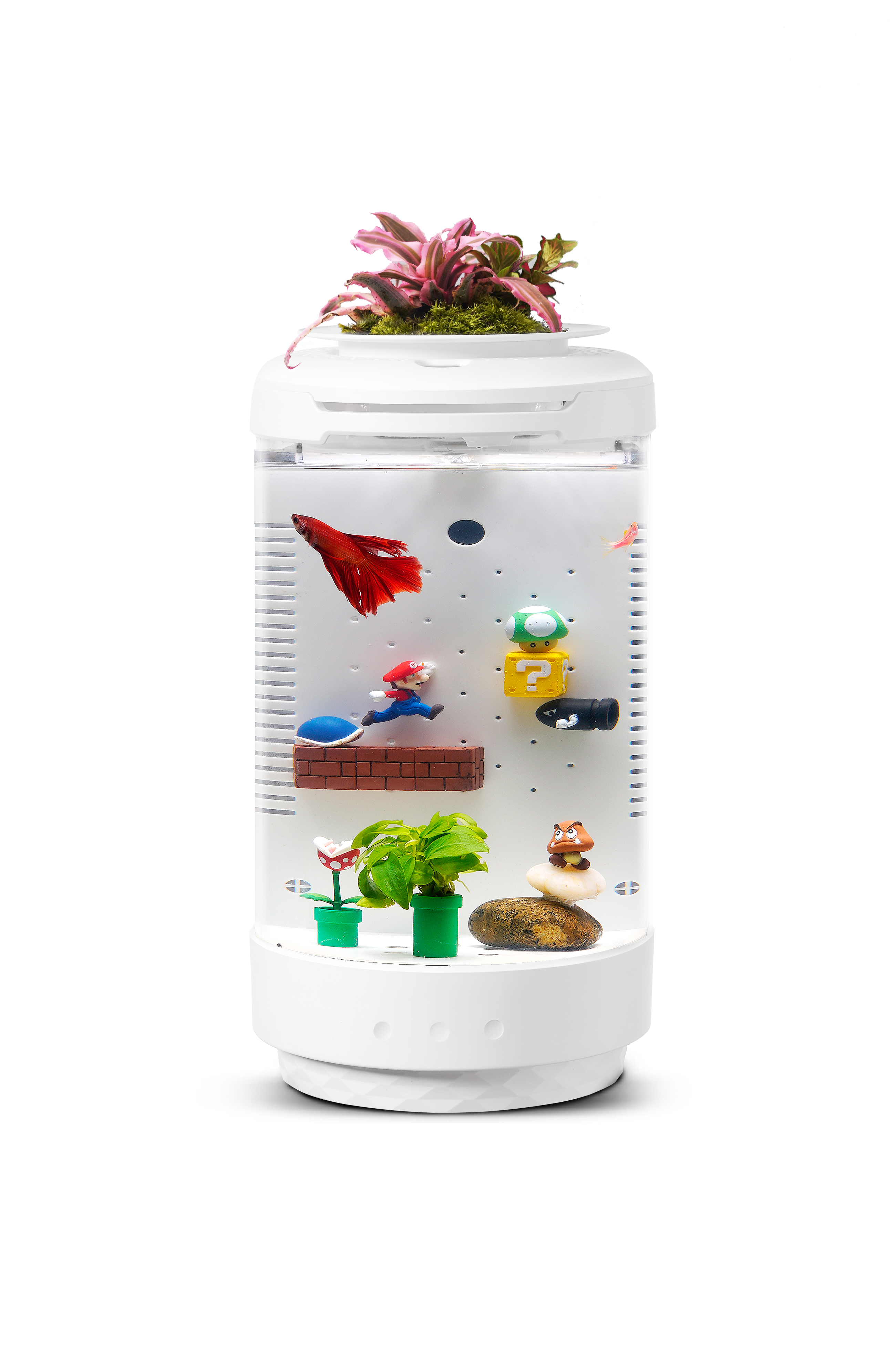 fish tank，fishtank，