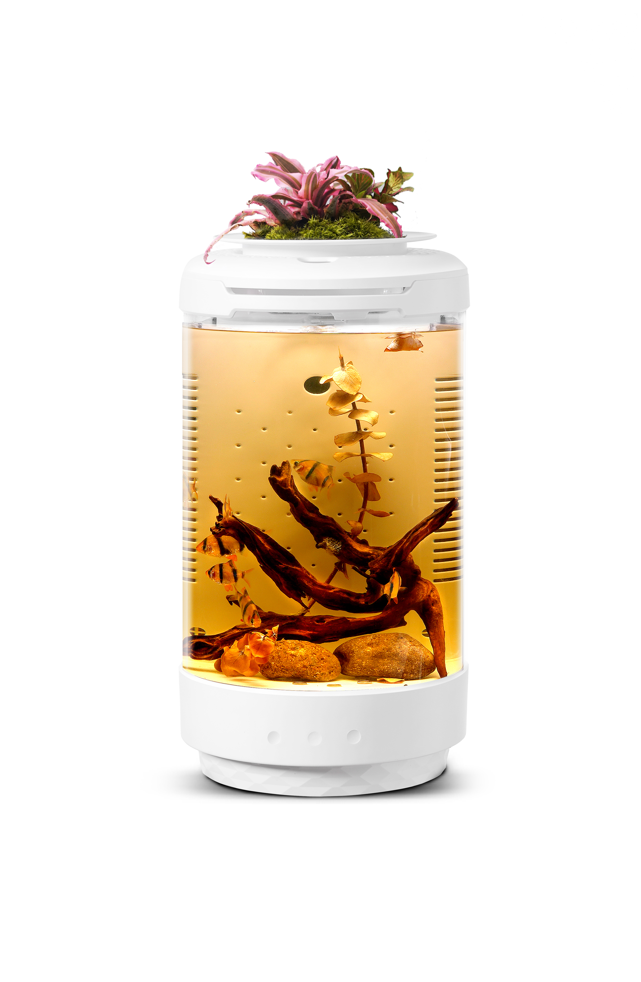 fish tank，fishtank，