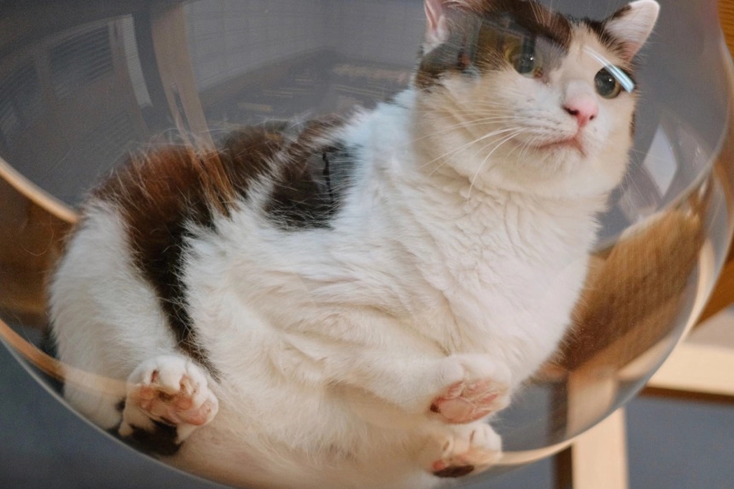 cat，Cat tower，Pets，