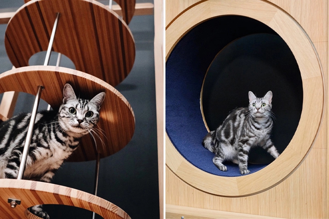 cat，Cat tower，Pets，