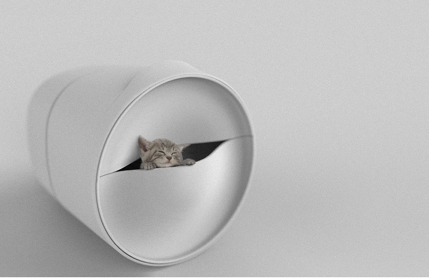 cat，Toilet，