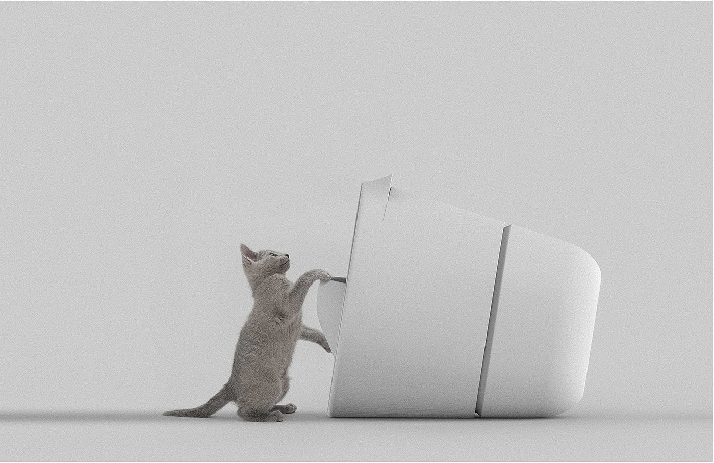 cat，Toilet，