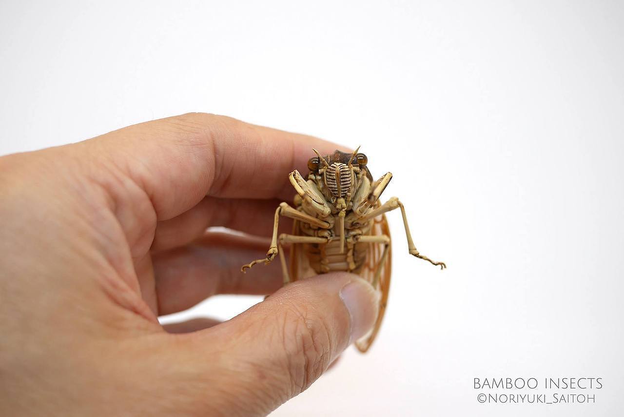 Japanese craftsmen，Noriyuki Saitoh，lifelike，Insect model，