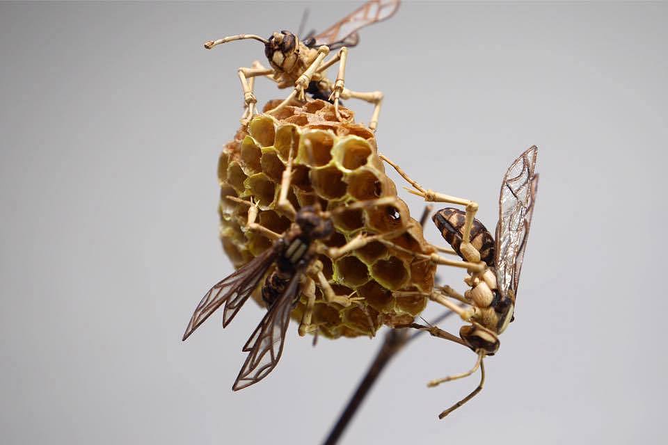 Japanese craftsmen，Noriyuki Saitoh，lifelike，Insect model，