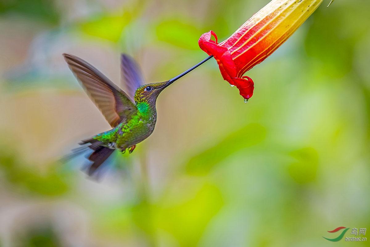 Wine Glass，glass，Goblet，Craft wine cup，juice cup，