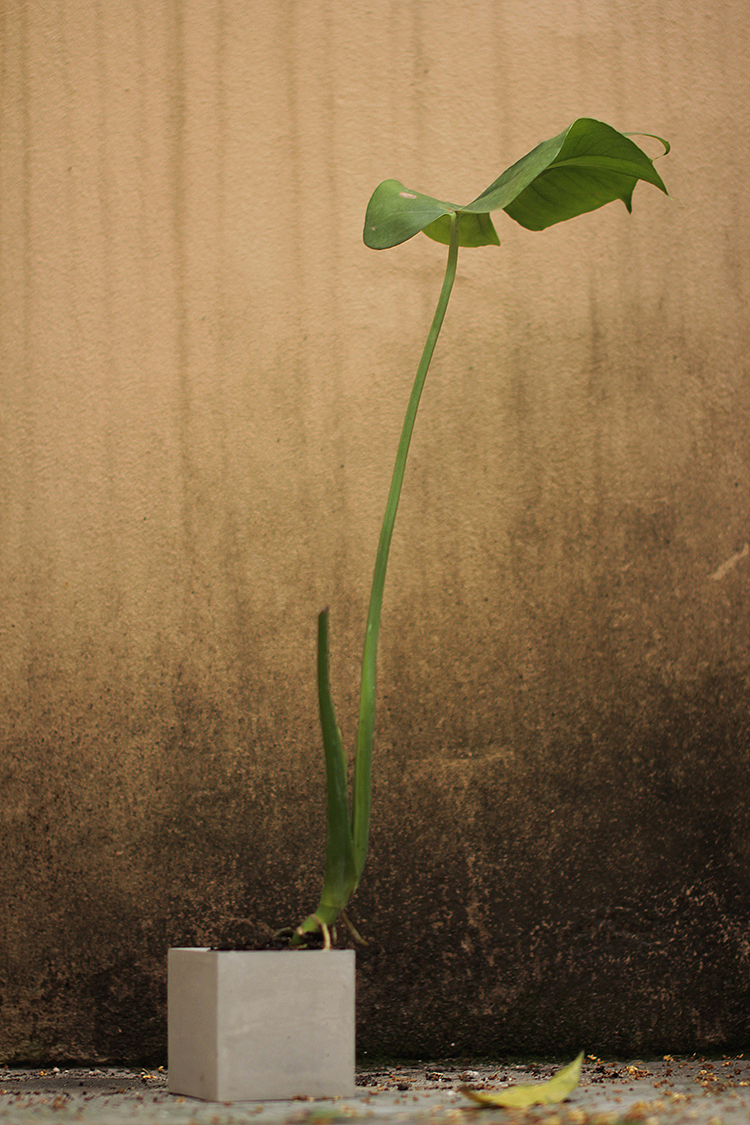 Minimalist cement flowerpot，